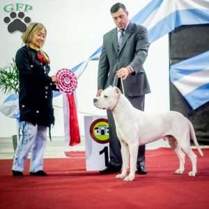 Duff, Dogo Argentino Puppy